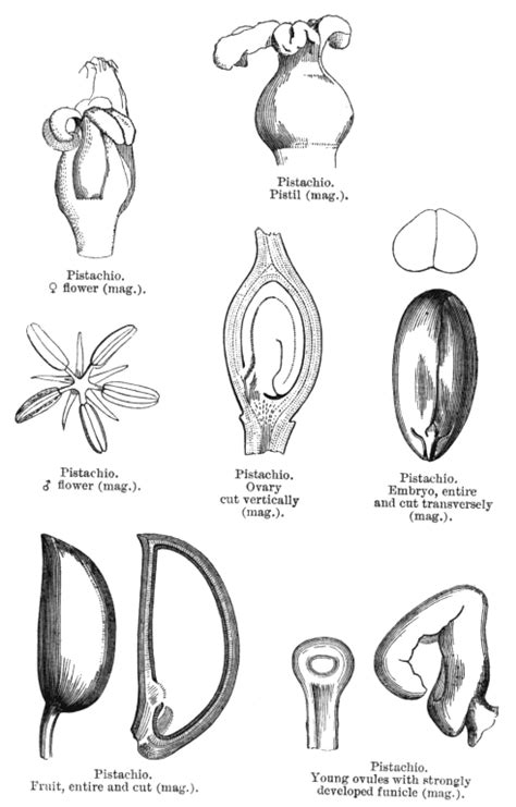 Anacardiaceae: Characters, Distribution and Types.
